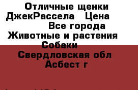 Отличные щенки ДжекРассела › Цена ­ 50 000 - Все города Животные и растения » Собаки   . Свердловская обл.,Асбест г.